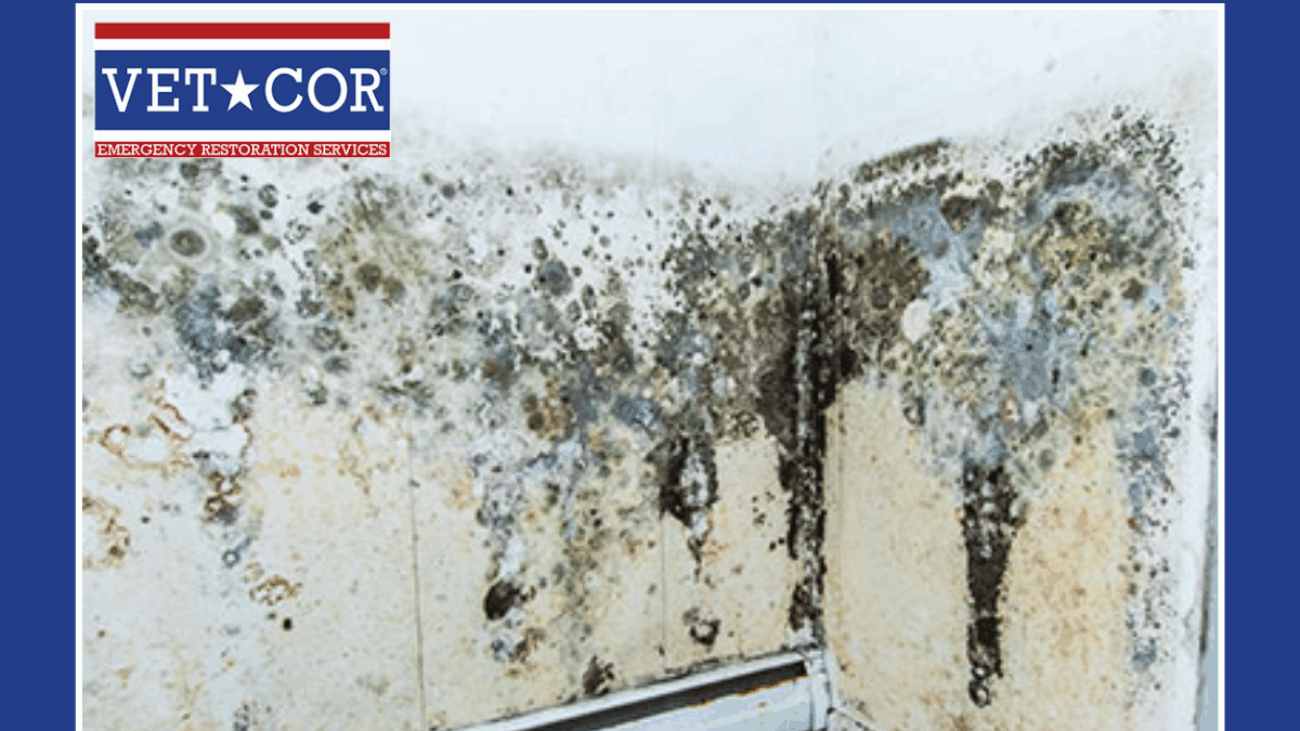 Mold Damage Restoration Sarasota