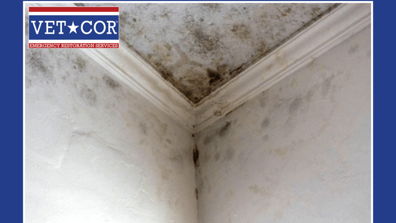 Mold Remediation Sarasota
