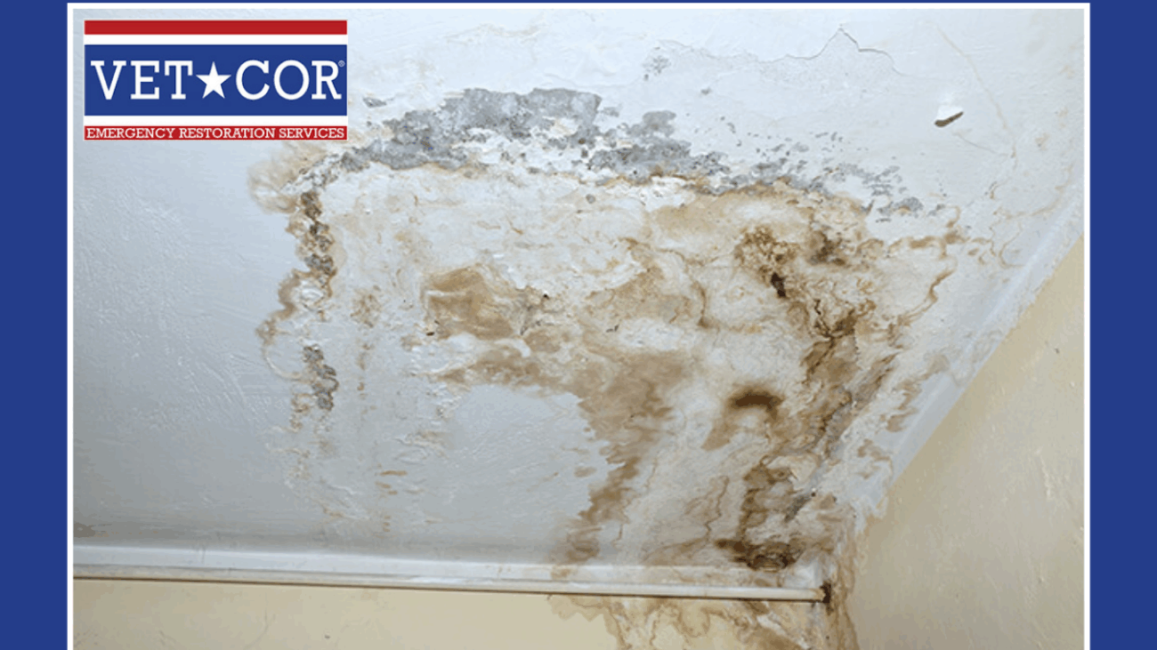 Mold Removal