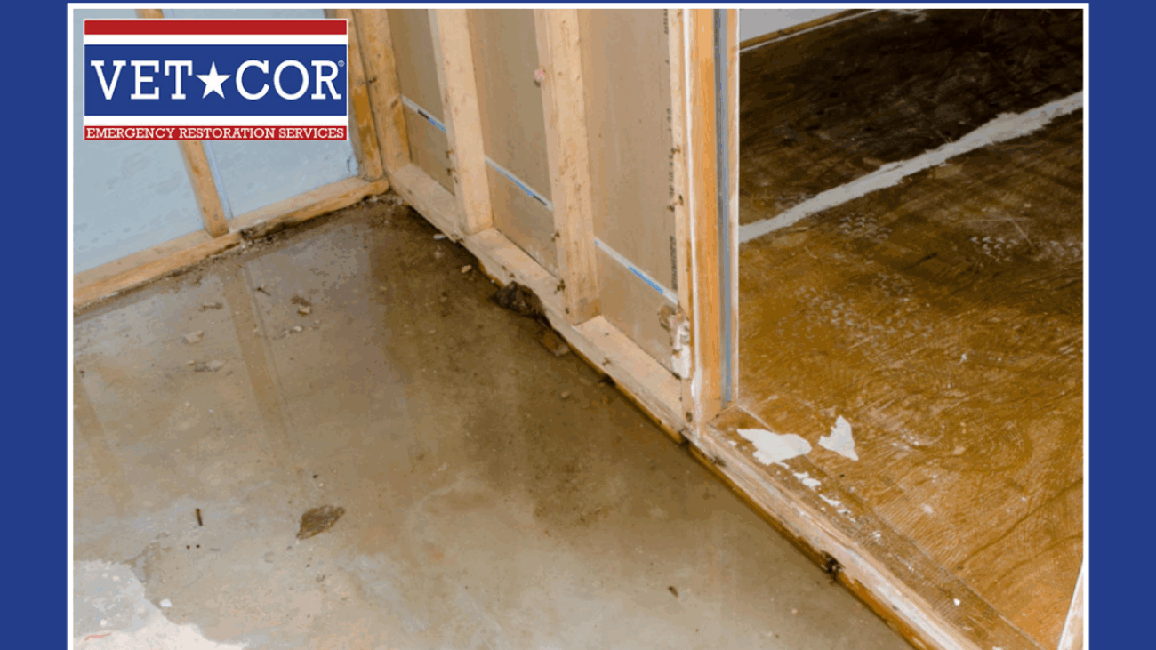 Water Damage - VetCor of Sarasota Manatee