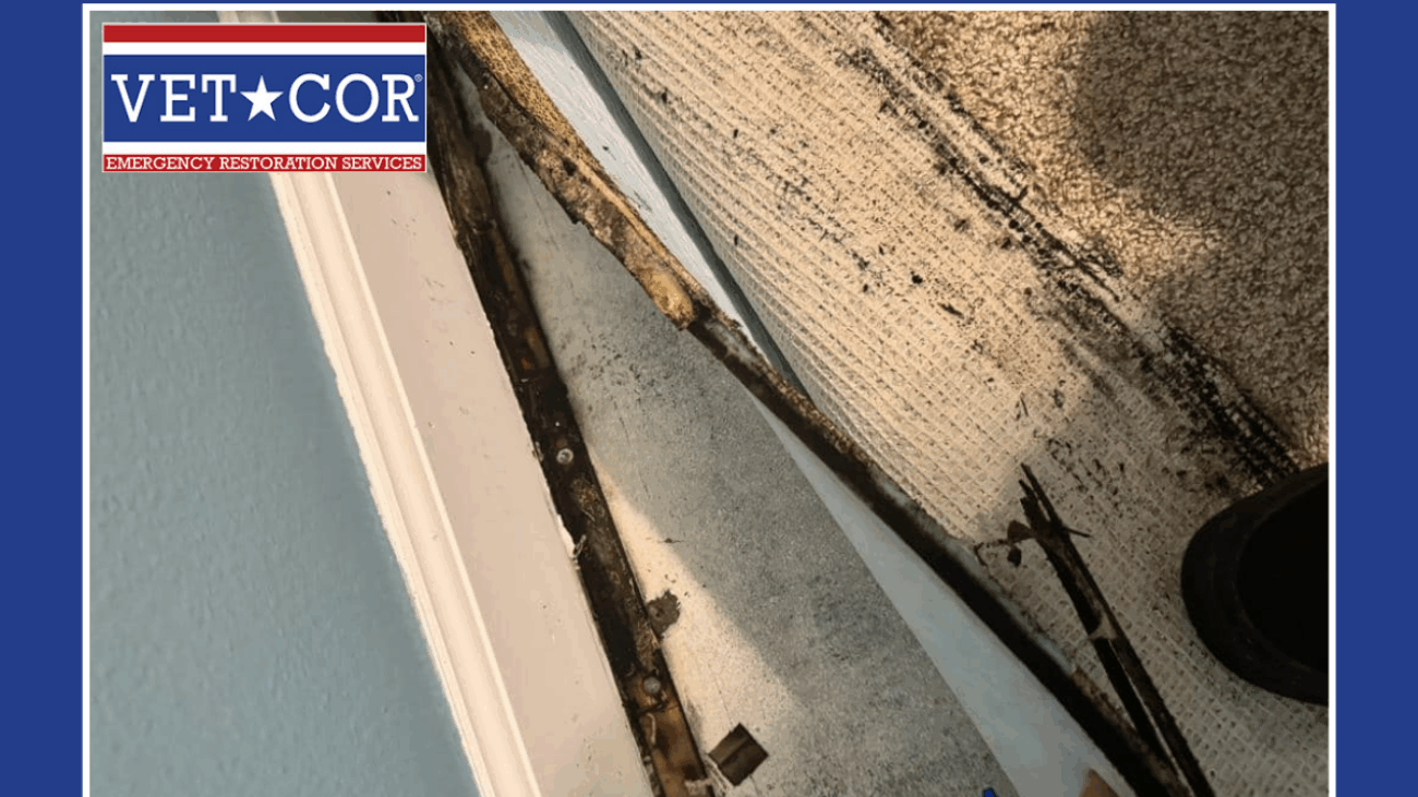 Best Water Damage Remediation Sarasota - VetCor of Sarasota Manatee