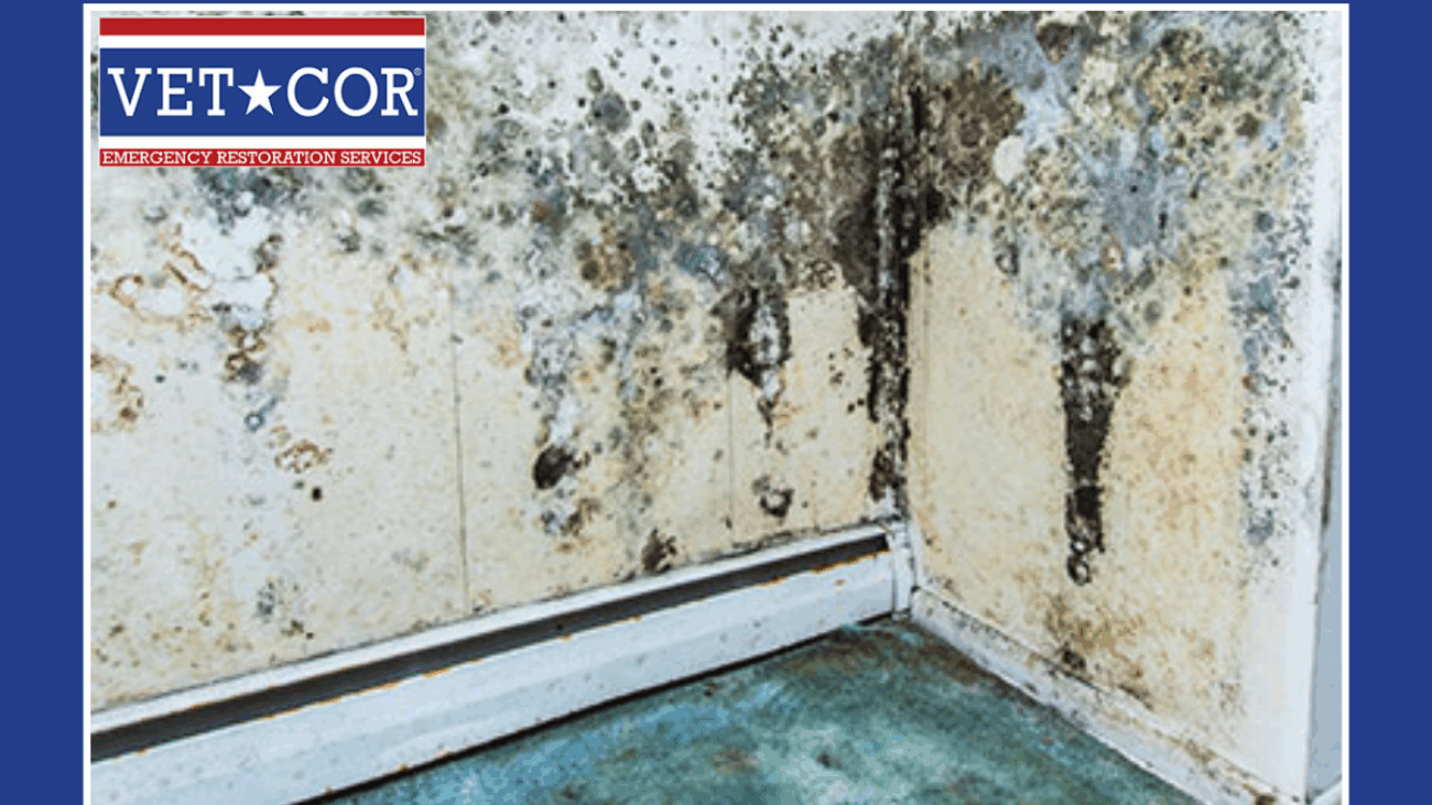 Mold Damage Remediation Sarasota - VetCor of Sarasota Manatee