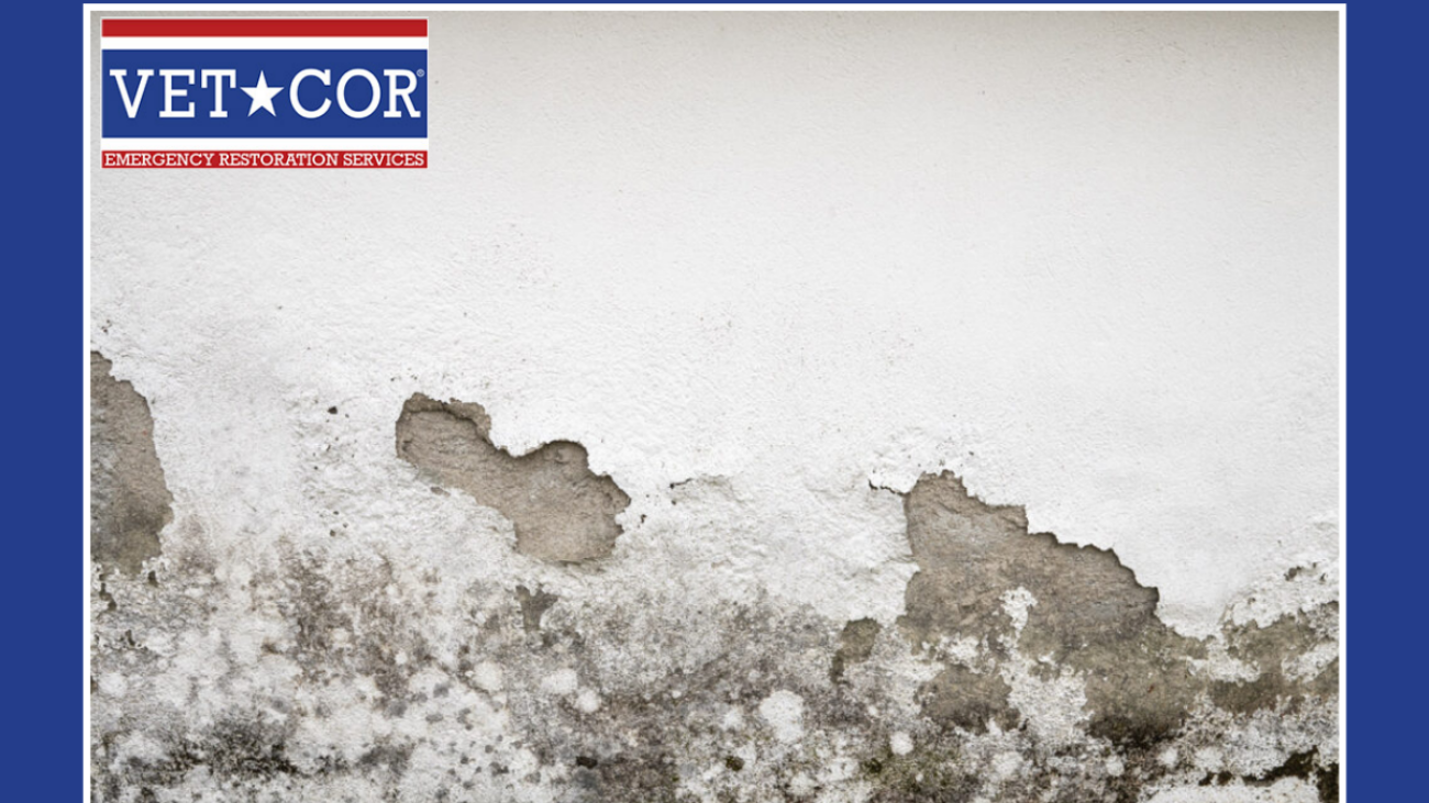 Best Mold Damage Remediation Sarasota - VetCor of Sarasota Manatee