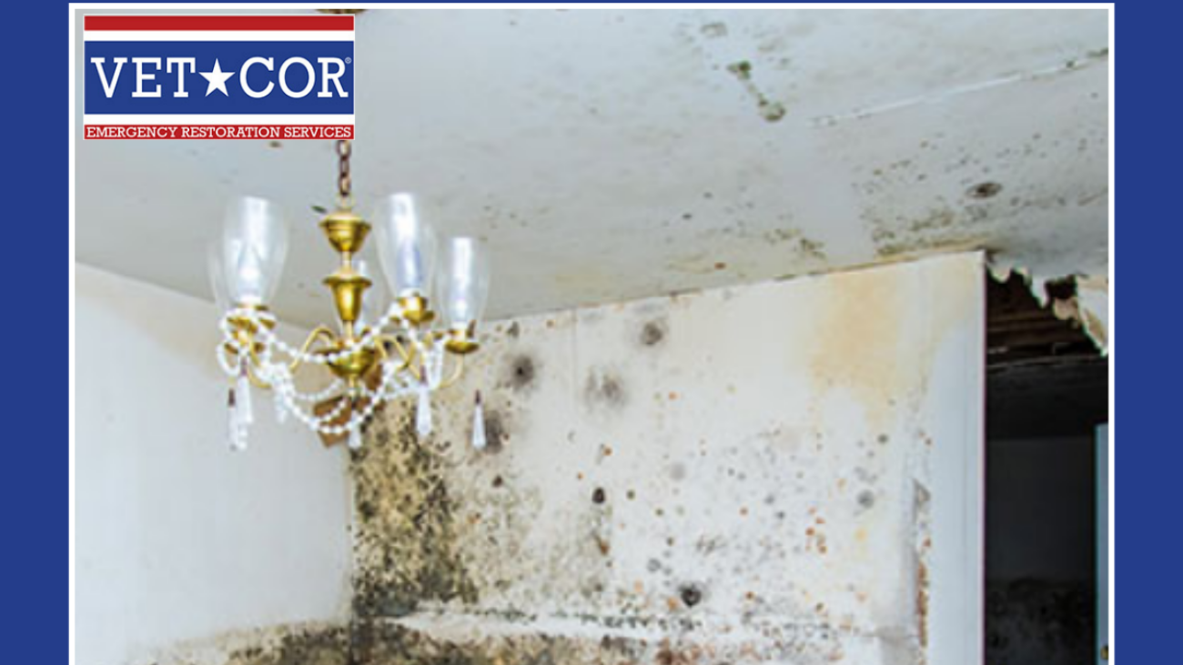 Mold Damage Remediation Sarasota - VetCor of Sarasota Manatee